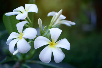 A bunch of beautiful petals white plumeria blooming in the evening light