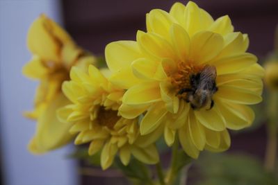 Close-up of honey bee on yellow flowering plant