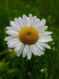 Close-up of white flower