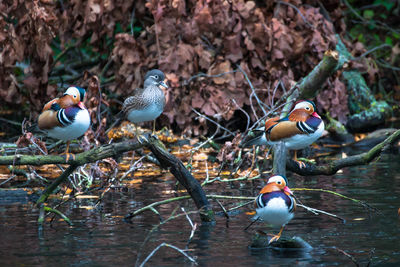 Mandarin ducks on driftwoods in lake