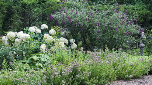 Purple flowers growing outdoors