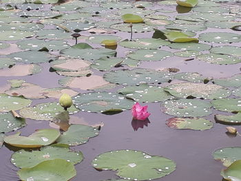 High angle view of lotus water lily in pond