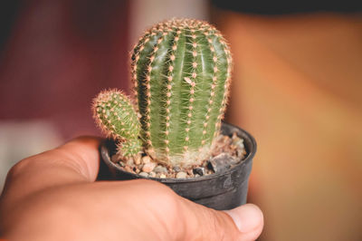 Close-up of hand holding potted plant