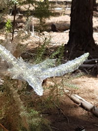 High angle view of lizard on tree trunk