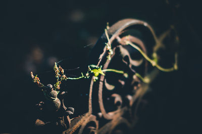 Close-up of lizard on plant