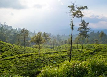 Scenic view of trees on field against sky