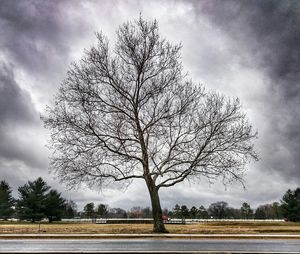 Bare trees on field against cloudy sky