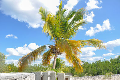 Low angle view of palm tree against sky