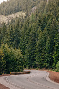 Road amidst trees in forest