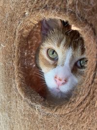 Close-up portrait of a cat