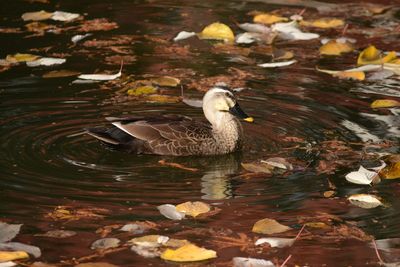 Close-up of duck swimming in lake during autumn