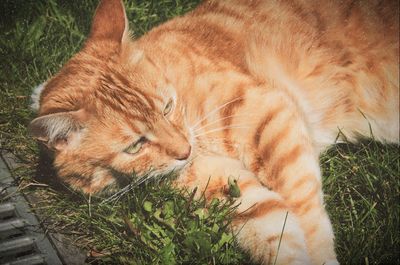 Close-up of cat sleeping