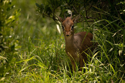 Kirk dik-dik in grass framed by bushes