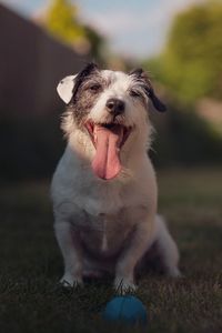 Portrait of dog sitting on land