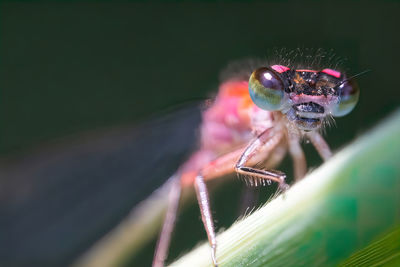 Close-up of spider