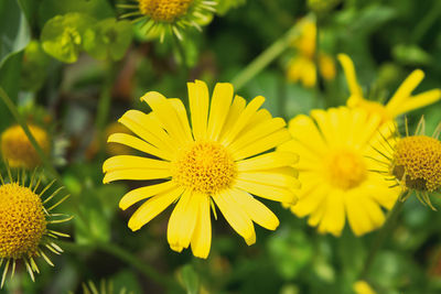 Close-up of yellow flowering plant