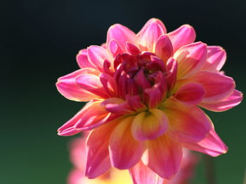 Close-up of pink flower against black background