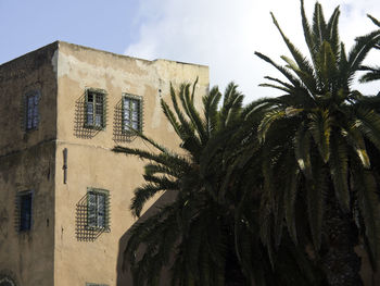 Low angle view of palm tree and building