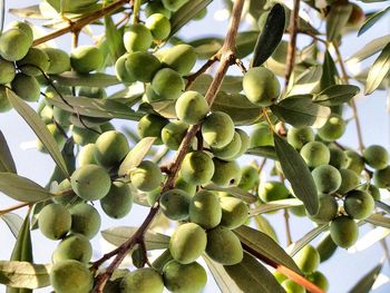 Low angle view of fruits on tree