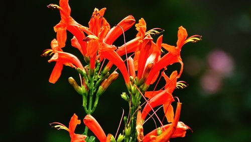 Close-up of red flower