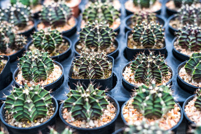 High angle view of potted plants , full color cactus on brown sand