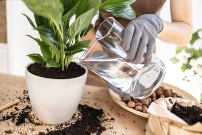 Close up of female gardener hands watering spathiphyllum houseplant