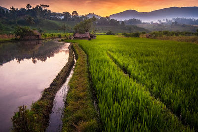 Scenic view of rice field against sky