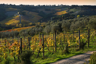 Scenic view of vineyard