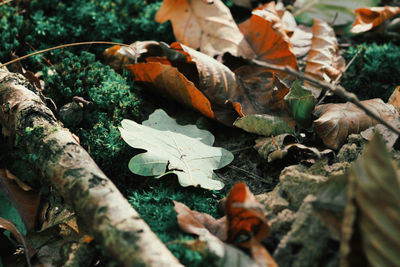 Close-up of leaves fallen on street during autumn
