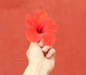 Cropped hand of woman holding red flower against wall