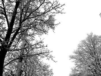 Low angle view of bare trees against clear sky