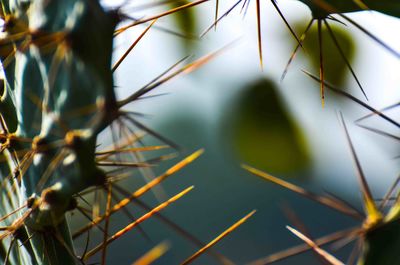 Close-up of plant against blurred background