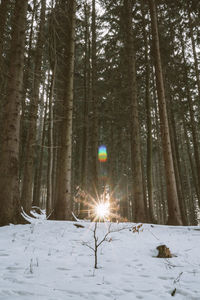 Trees in forest during winter