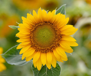 Close-up of sunflower