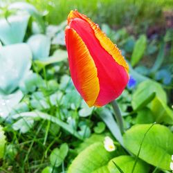 Close-up of flower blooming outdoors