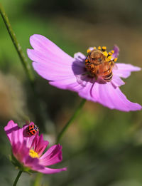 Honey bee on purple flower