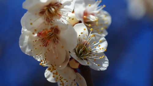 Close-up of white flower