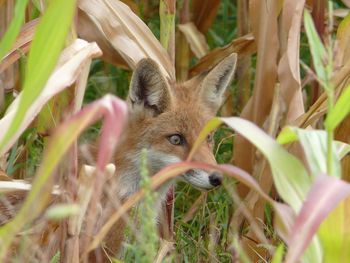 Fox amidst plants on field