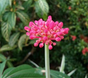 Close-up of pink flowers