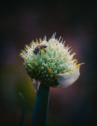 Close-up of flower blooming outdoors