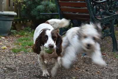 Close-up portrait of dog