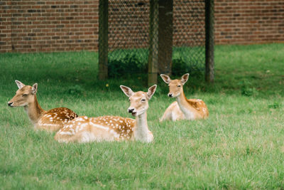 Deer on grass