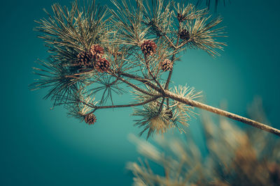 Close-up of thistle against clear blue sky