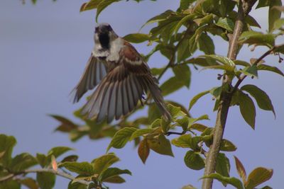 Low angle view of bird flying