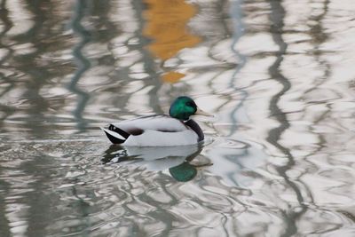 High angle view of mallard duck swimming in lake
