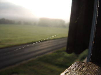 Close-up of grass growing on field