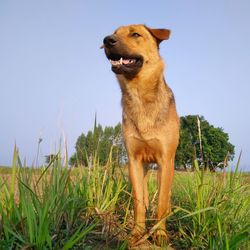 View of a dog on field