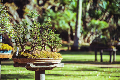 Close-up of plants in park