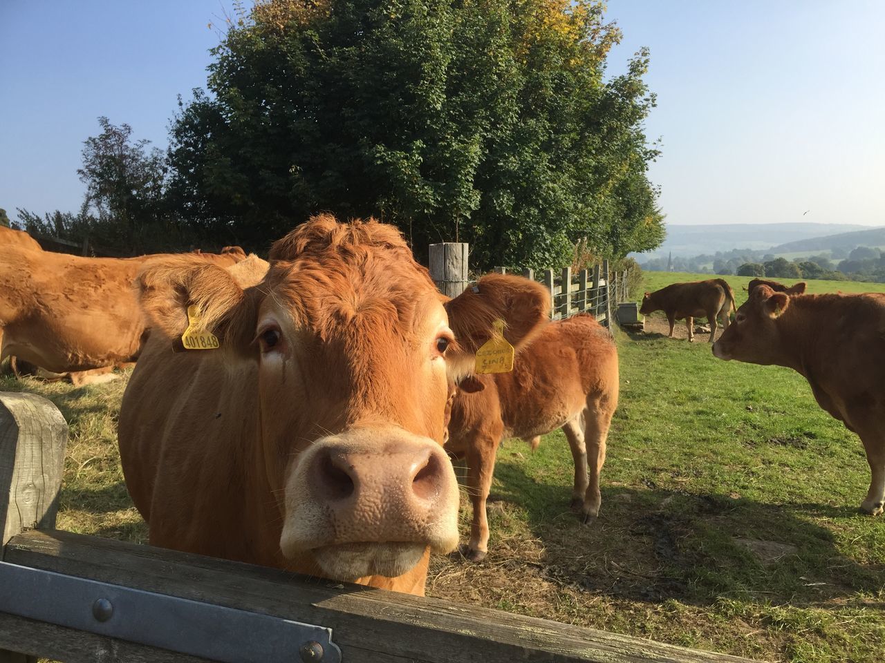 PORTRAIT OF COWS STANDING ON FIELD