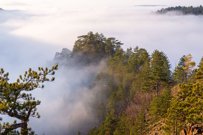 Coniferous trees of mountain peaks breaking through a cloud on an autumn day